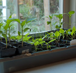 Seedlings