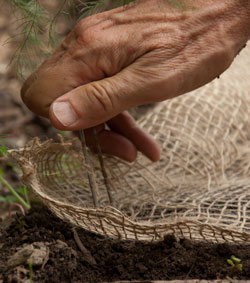 Soil staples