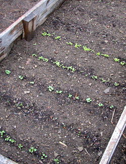 Coldframe in spring