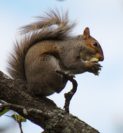 Squirrel