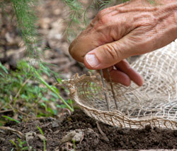 Soil staple