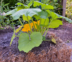 Summer squash in straw bales