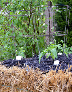 Tomatoes in straw bales