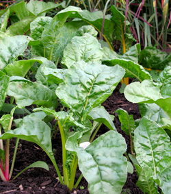 Swiss chard