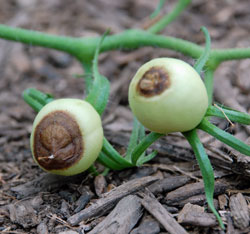 Tomato blight