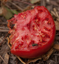 Tomato eaten by squirrel