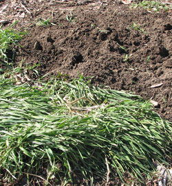 Turning under the cover crop