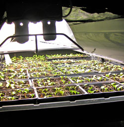 Starting seeds under lights