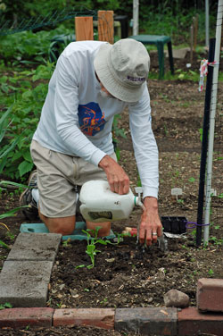 watering seedlings