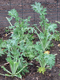 White Russian kale