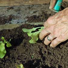 Our gardening practices