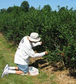 Picking blueberries