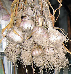 Drying garlic