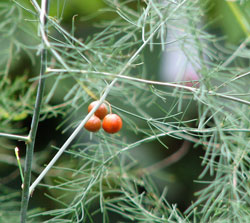 Asparagus berries