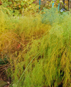 Asparagus in the fall