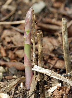 Asparagus shoot