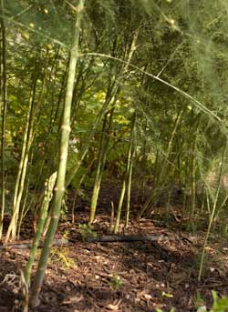 Asparagus in summer