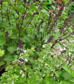 Basil flowering