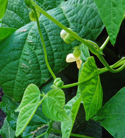 Bean blossoms