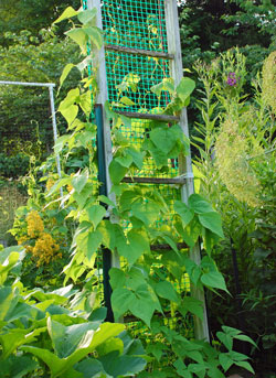 Bean ladder