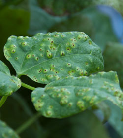 Bacterial leaf blight