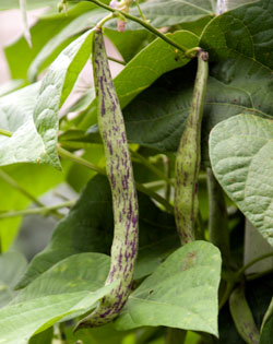 Pole beans