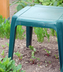 Protecting newly-separated beet seedlings