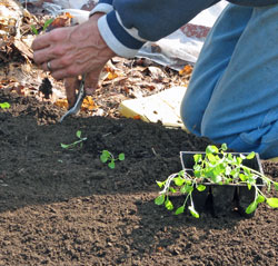 Broccoli seedlings