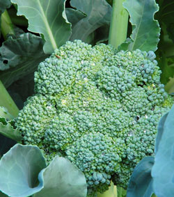 Broccoli