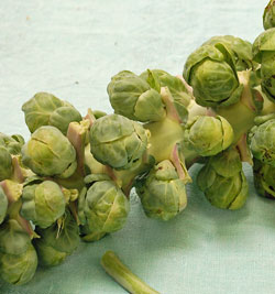 Brussels sprouts