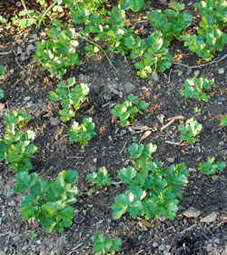 Celeriac