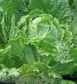 Chinese cabbage