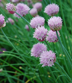 Chives