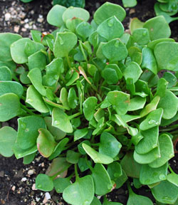 Claytonia