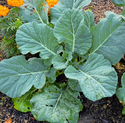 Collard plant