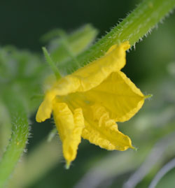 Cucumber blossom