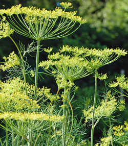 Dill seed