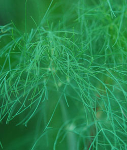 Dill