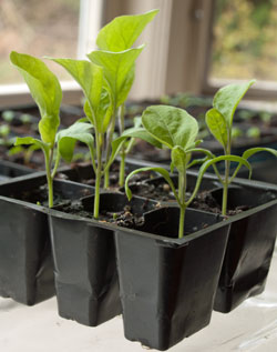 Eggplant seedlings