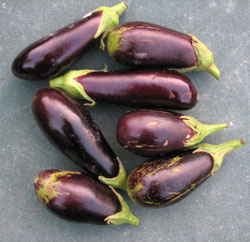 Eggplant harvest