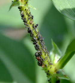 Aphids