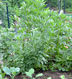 Fava bean patch