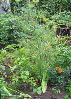 Fennel