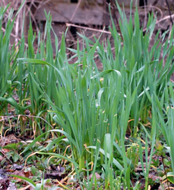 Garlic chives