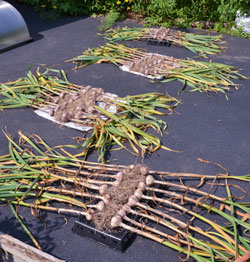 Garlic drying on the driveway