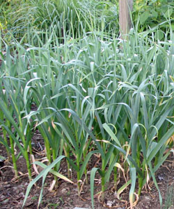 Garlic plants