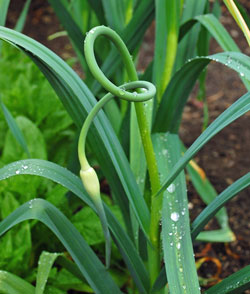 Garlic scapes