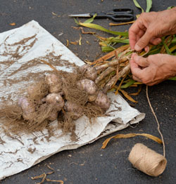 Tying up the garlic