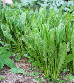 Dandelions growing