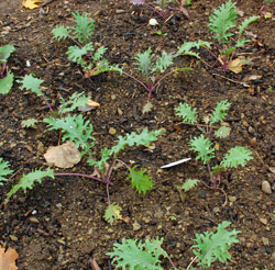 Baby kale